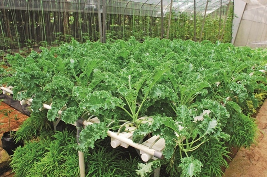 contoh tanaman hidroponik