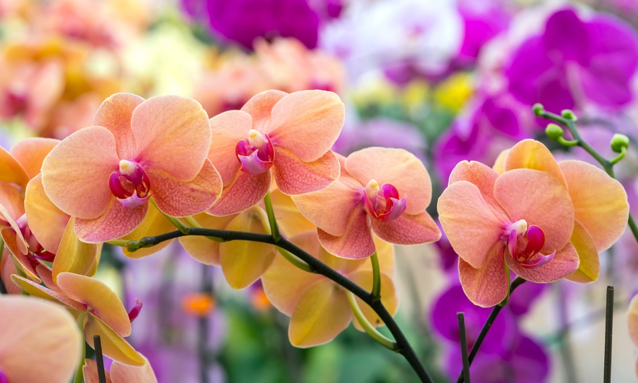 7 Bunga Hias Gantung yang Cocok Untuk Taman Kecil di Rumah CASA Indonesia