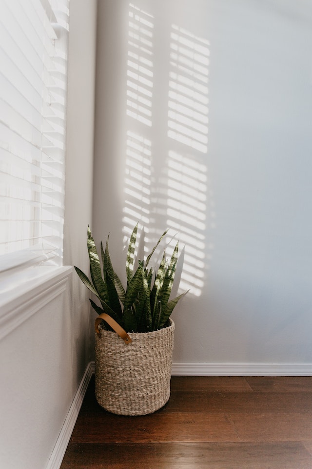 7 tanaman hias yang bantu kurangi lembap dan jamur di rumah