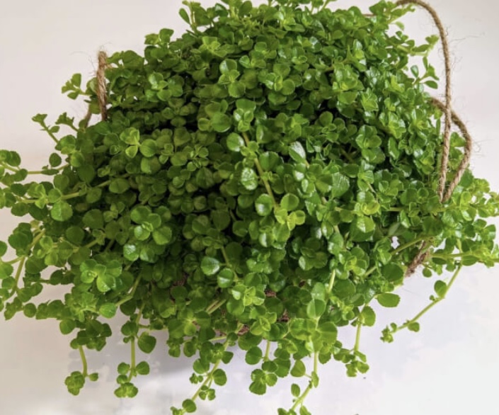 tanaman yang aman untuk hewan