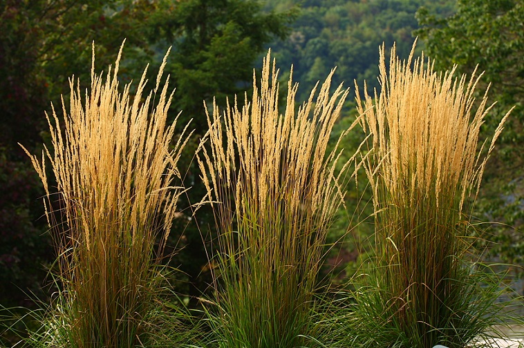 terbaik! 8 rumput ornamental untuk dipelihara di pot casa indonesia
