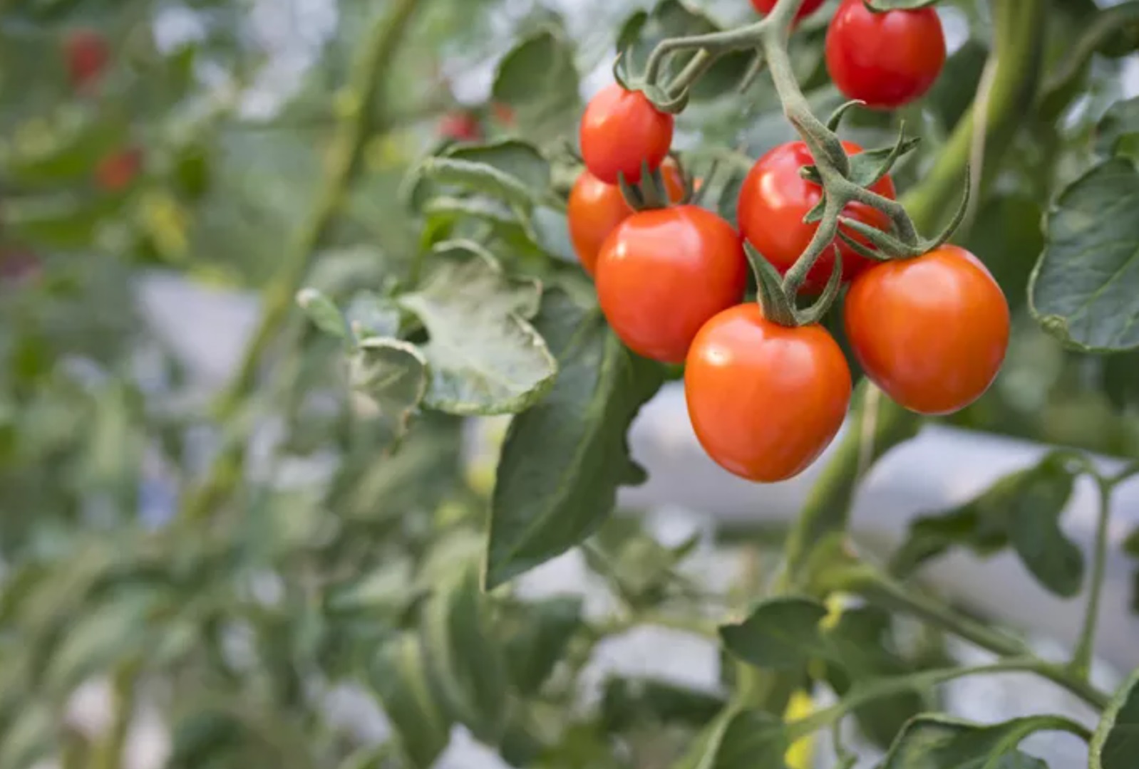 contoh tanaman hidroponik