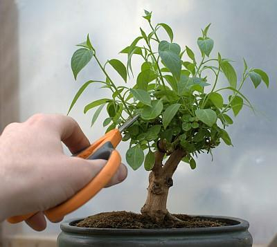cara menanam dan merawat bonsai beringin yang baik