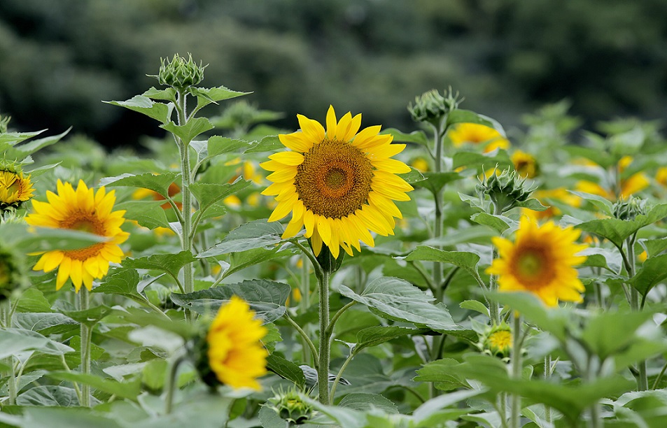 lengkap! cara menanam dan merawat bunga matahari casa indonesia