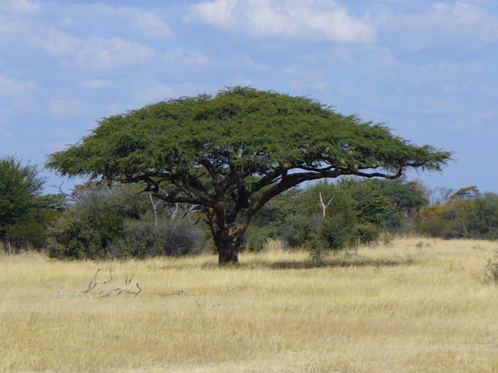 Kayu Camel Thorn