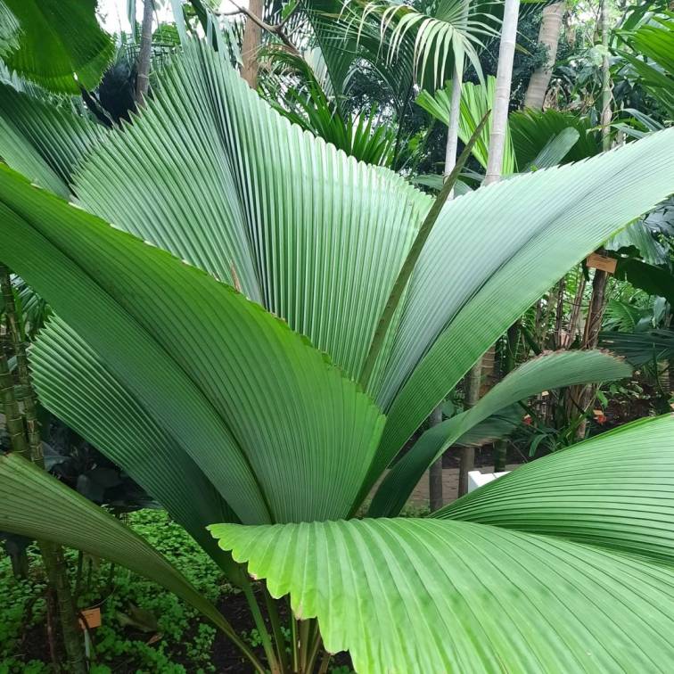 tanaman langka di indonesia