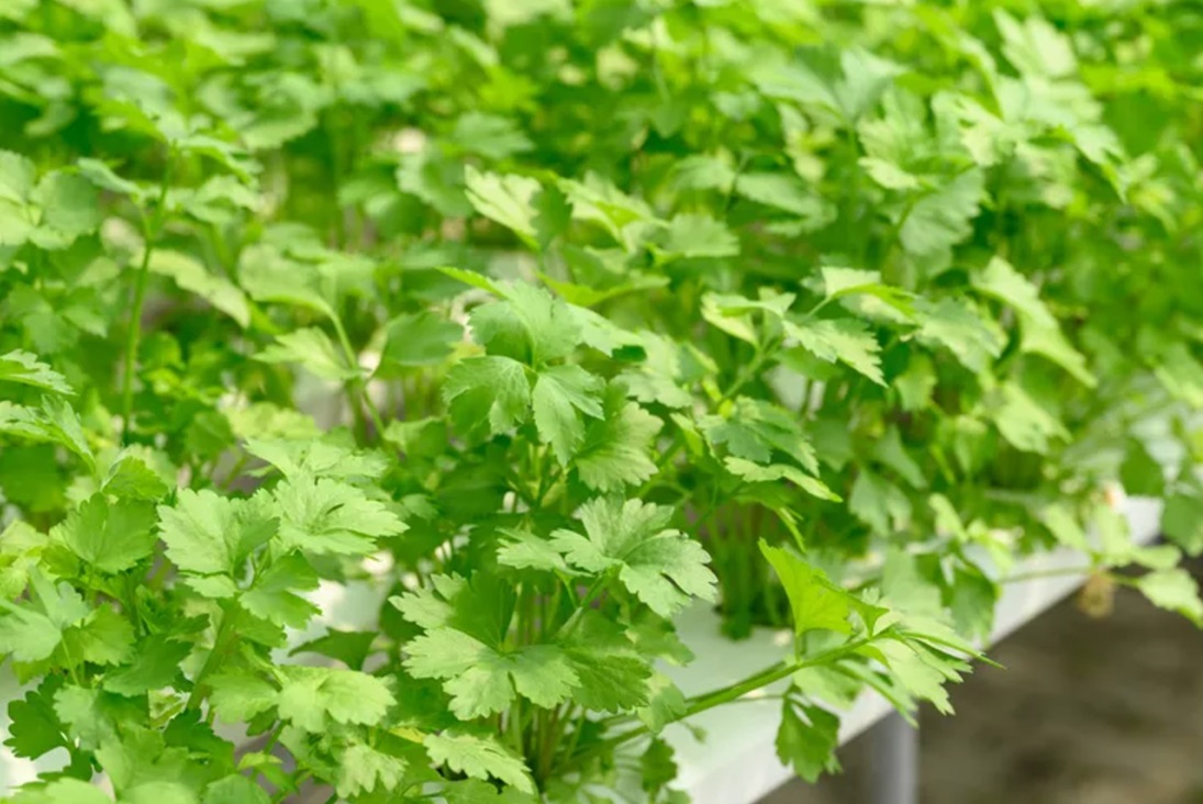 contoh tanaman hidroponik