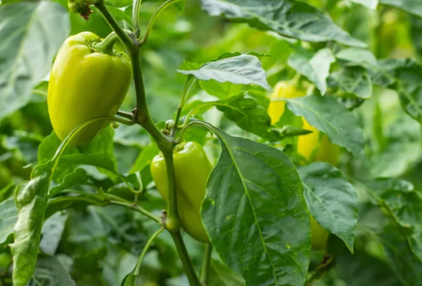 contoh tanaman hidroponik