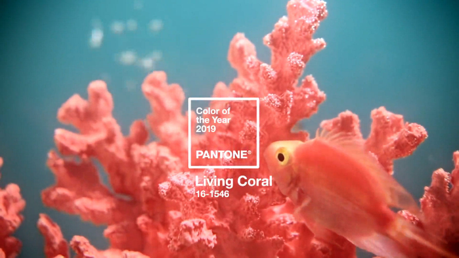 Living Coral: Tren Warna 2019 dari Pantone