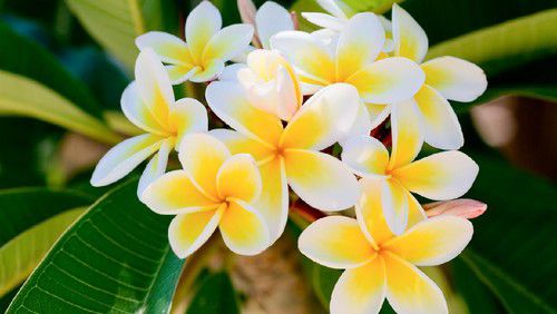 macam-macam bunga hias