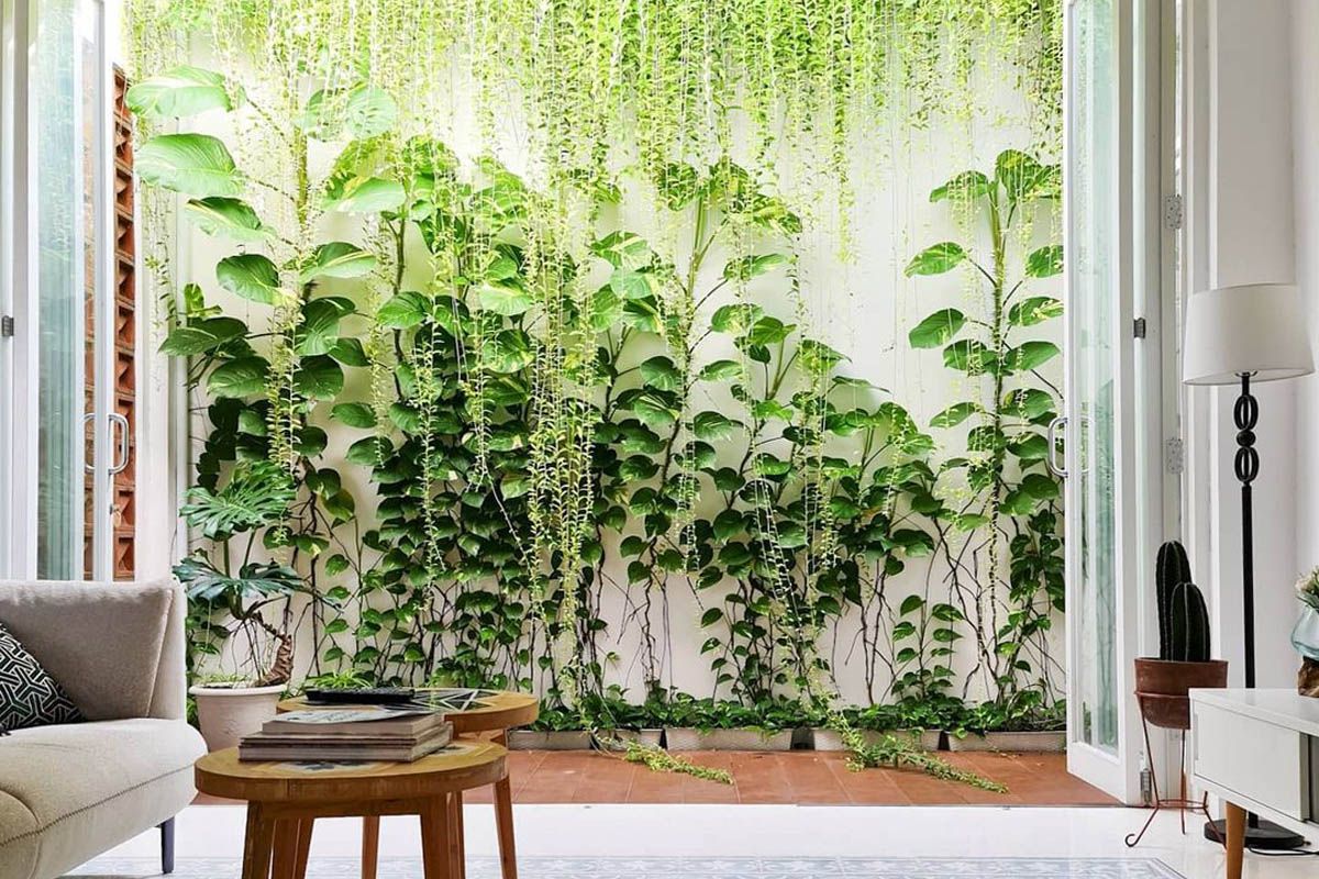 taman minimalis belakang rumah