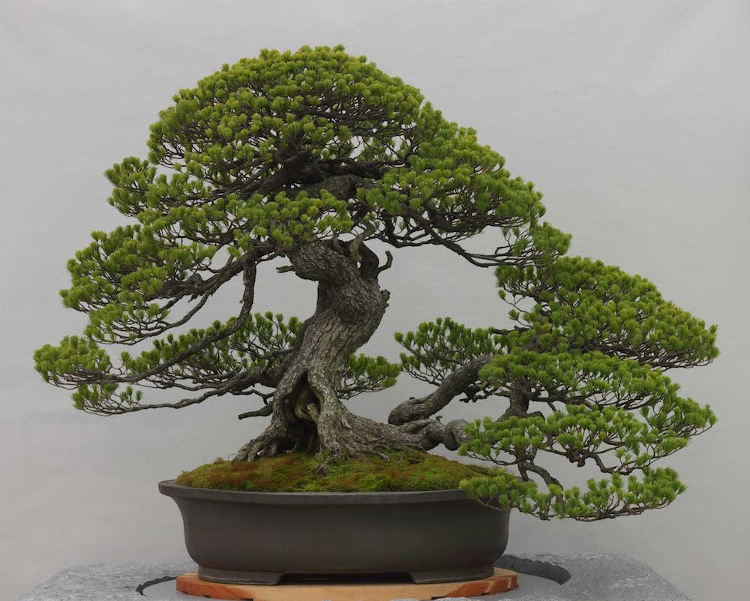 cara menanam dan merawat bonsai beringin yang baik