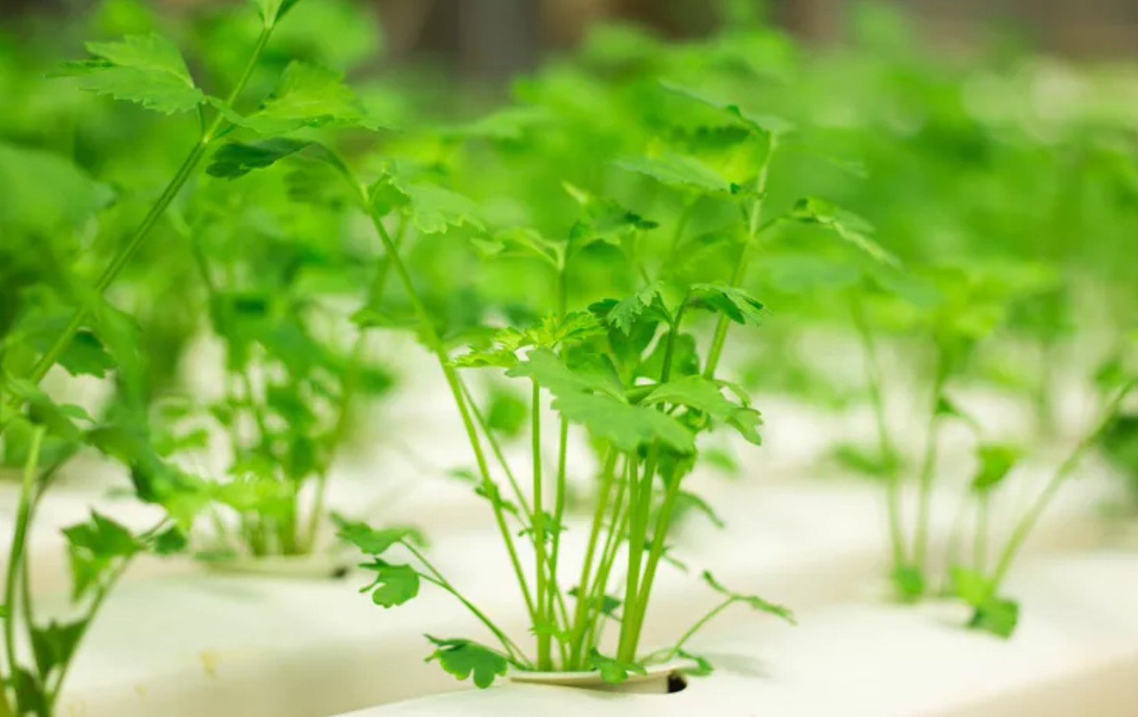 contoh tanaman hidroponik