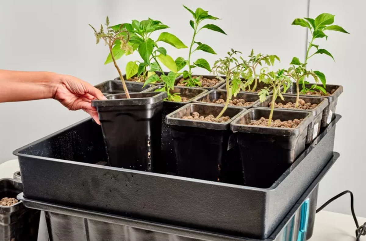 contoh tanaman hidroponik