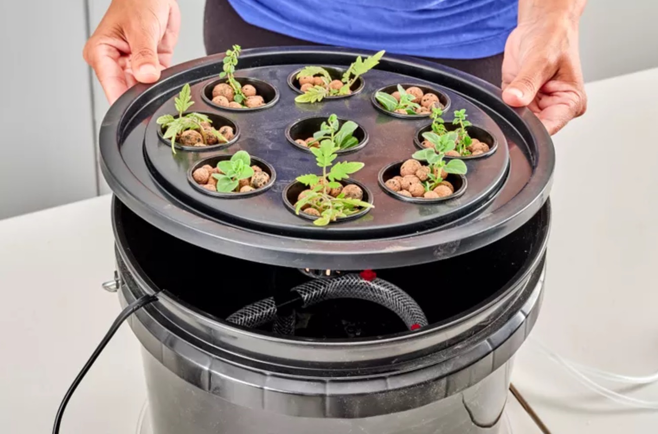 contoh tanaman hidroponik