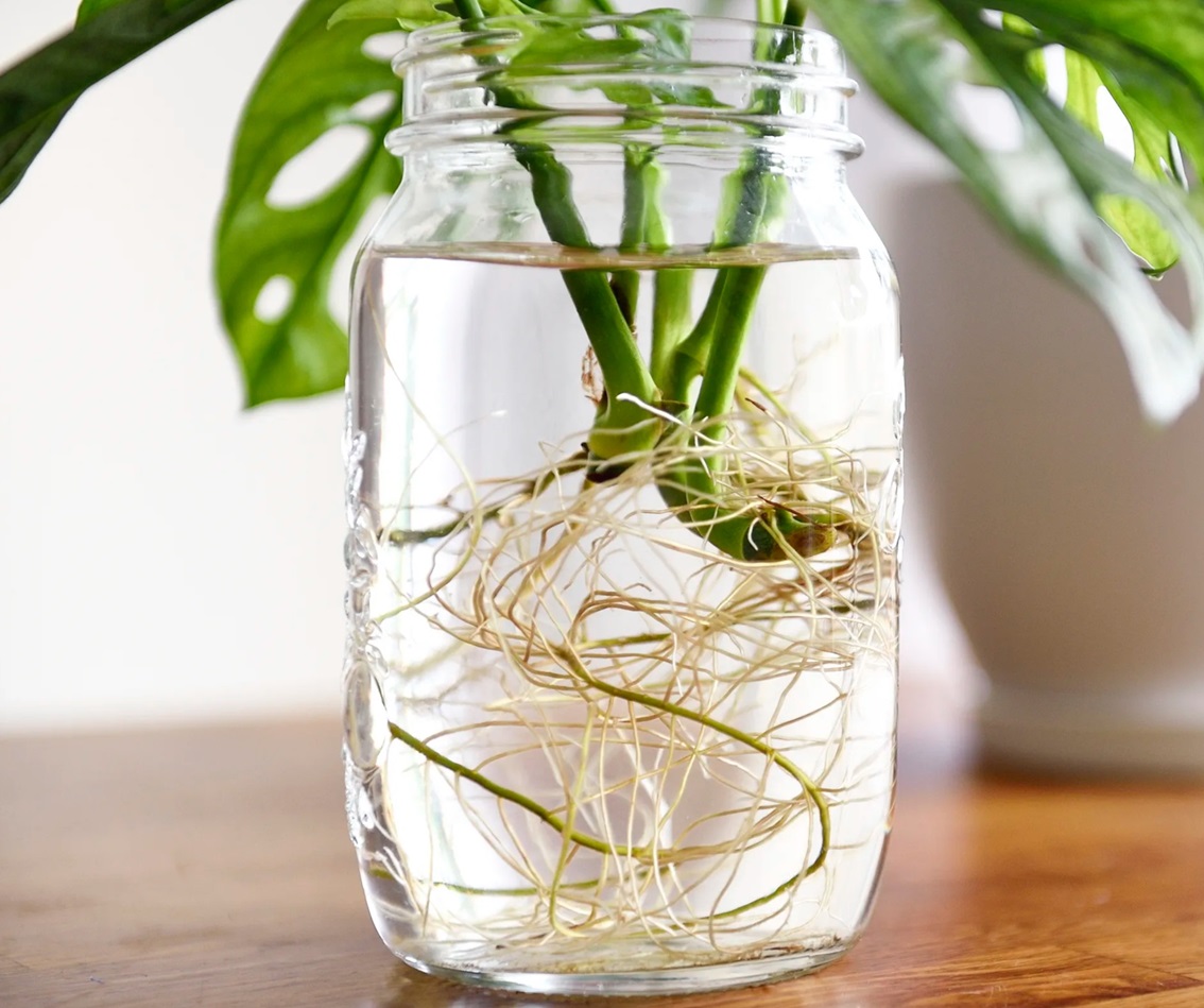 contoh tanaman hidroponik