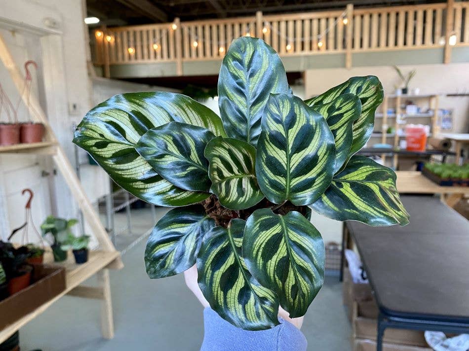 tanaman yang aman untuk hewan