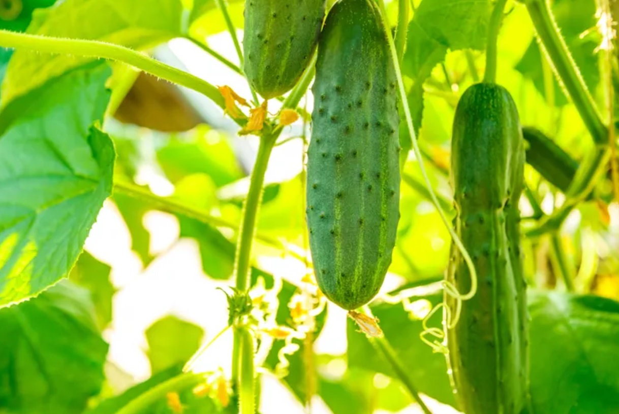 contoh tanaman hidroponik