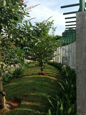 pohon di taman kelapa