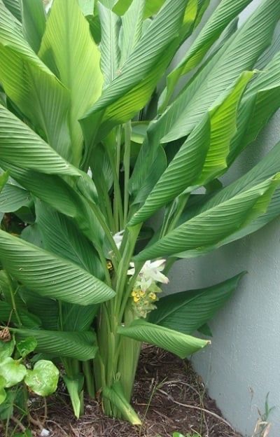 khasiat hebat macam-macam tanaman toga casa indonesia 8
