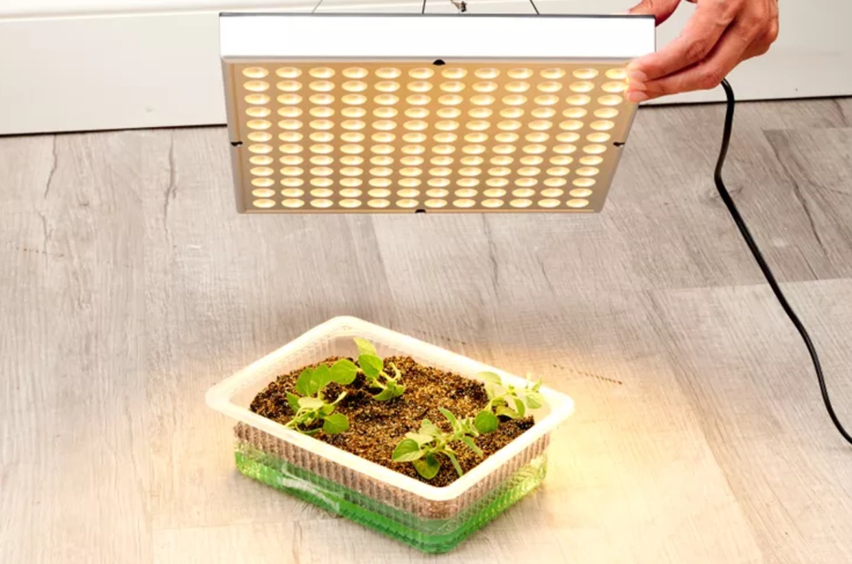 contoh tanaman hidroponik