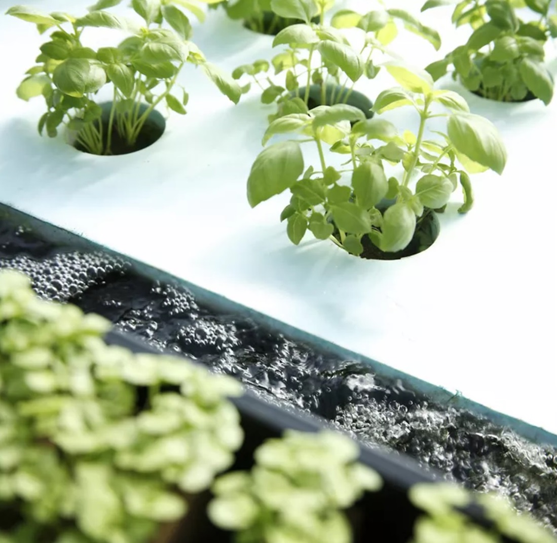 contoh tanaman hidroponik