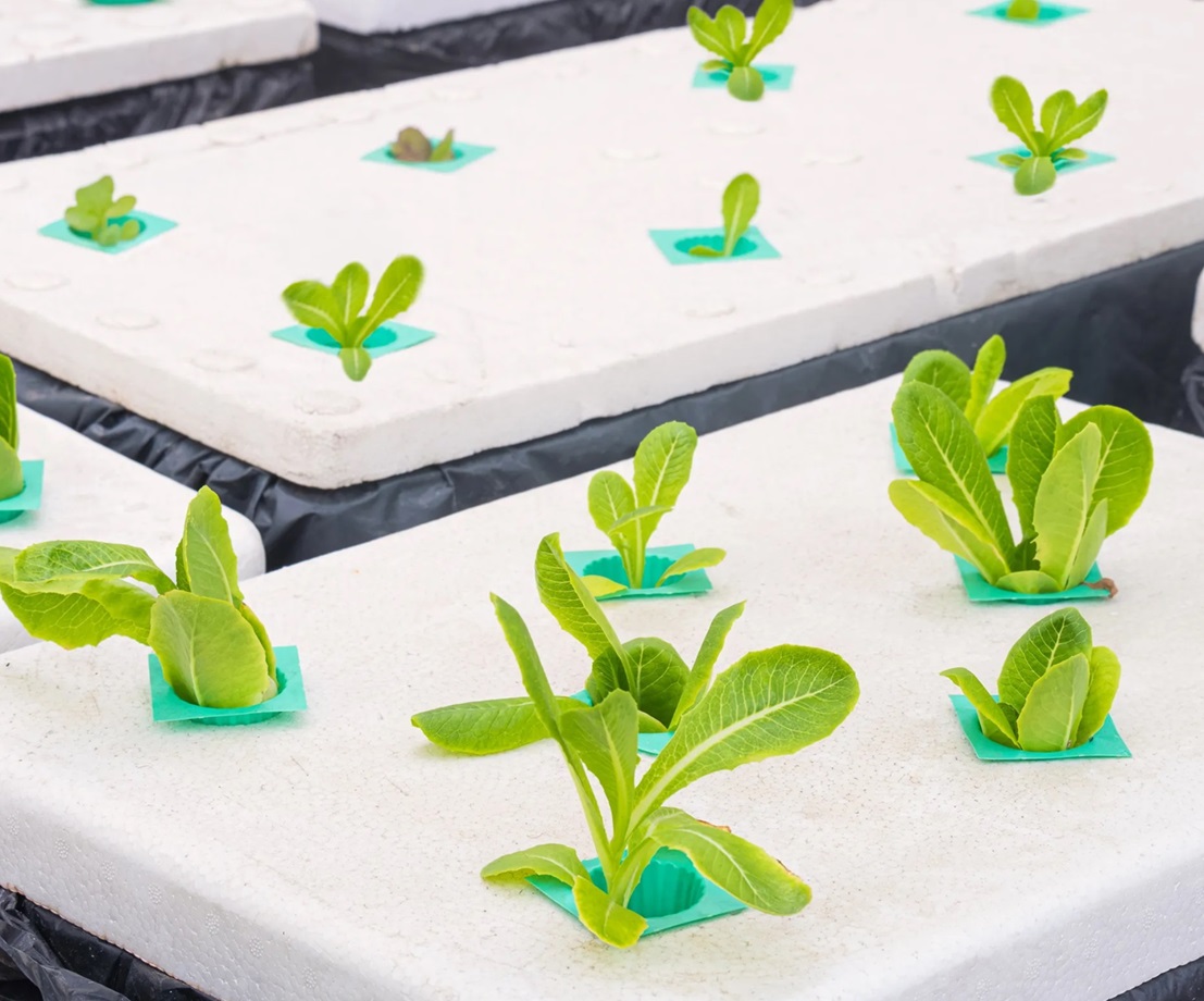 contoh tanaman hidroponik