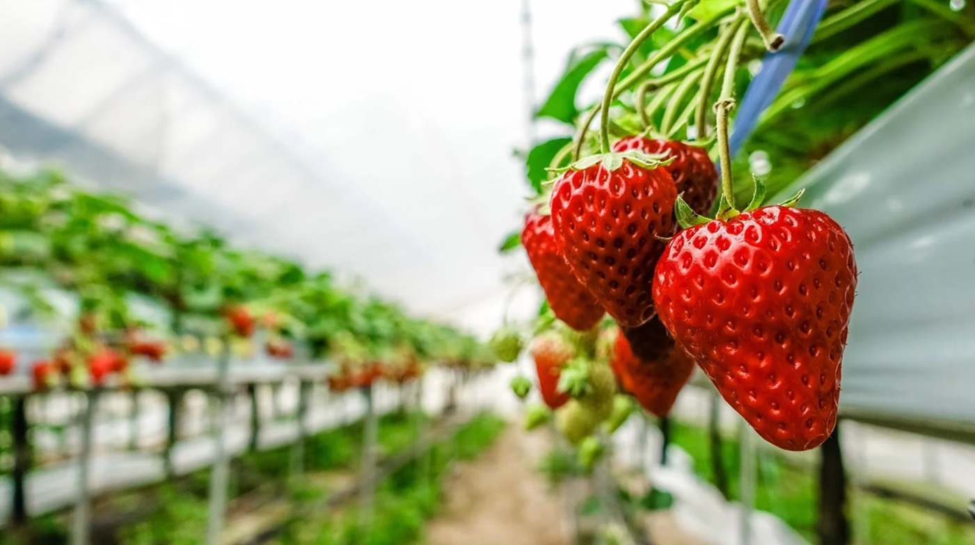 contoh tanaman hidroponik