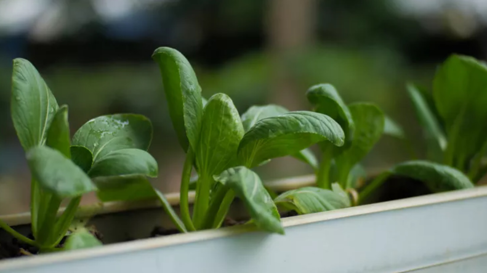 contoh tanaman hidroponik