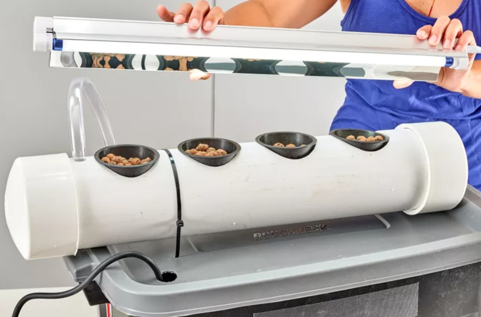 contoh tanaman hidroponik