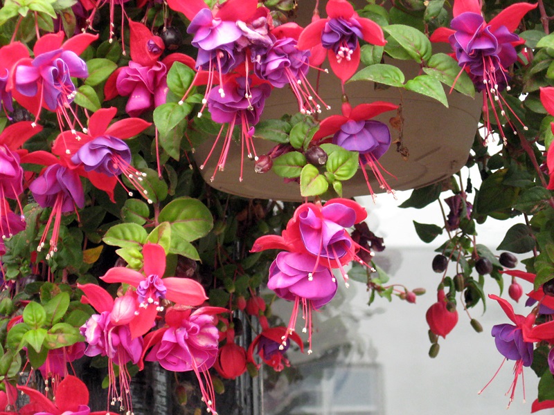7 Bunga Hias Gantung yang Cocok Untuk Taman Kecil di Rumah CASA Indonesia