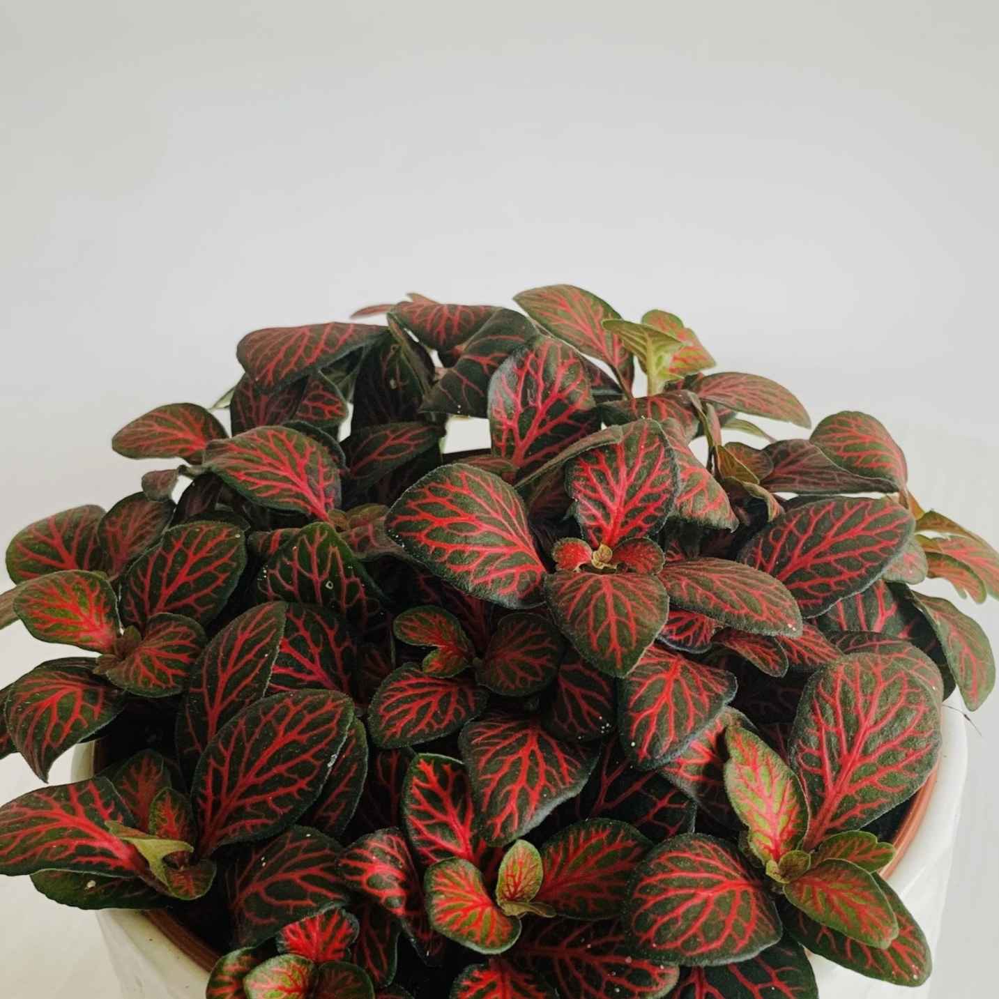 tanaman hias merah 
