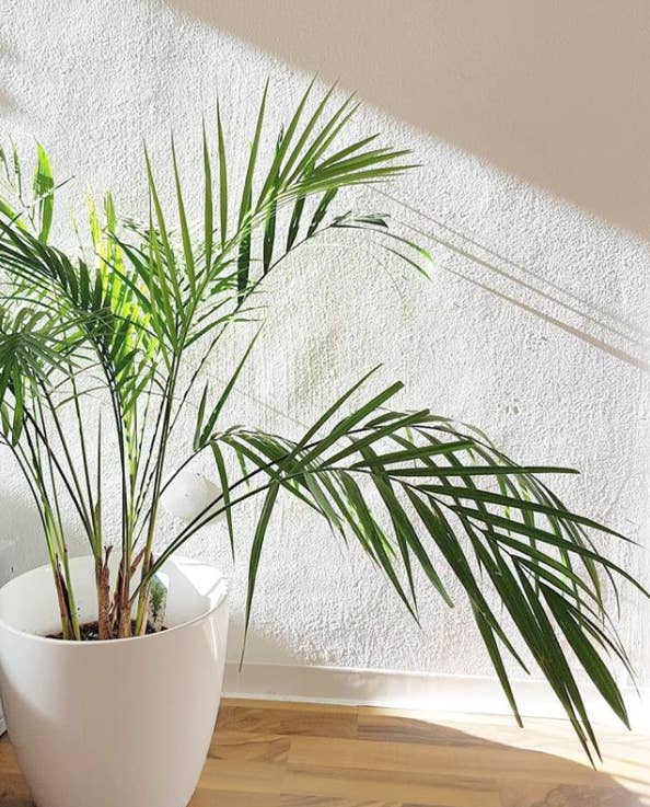 tanaman yang aman untuk hewan