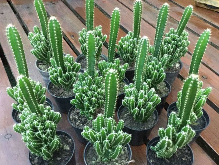 7 jenis kaktus mini kaktus hias casa indonesia