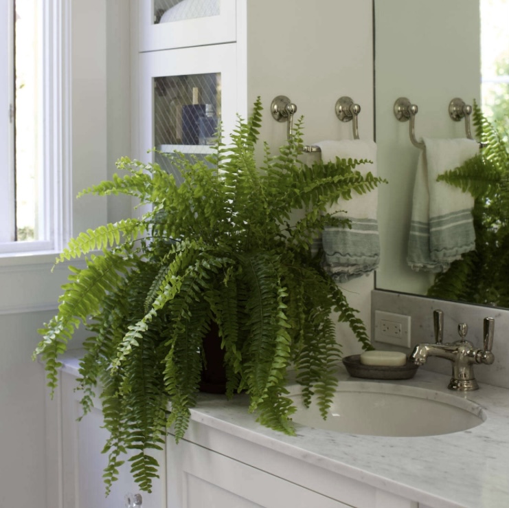 tanaman yang aman untuk hewan