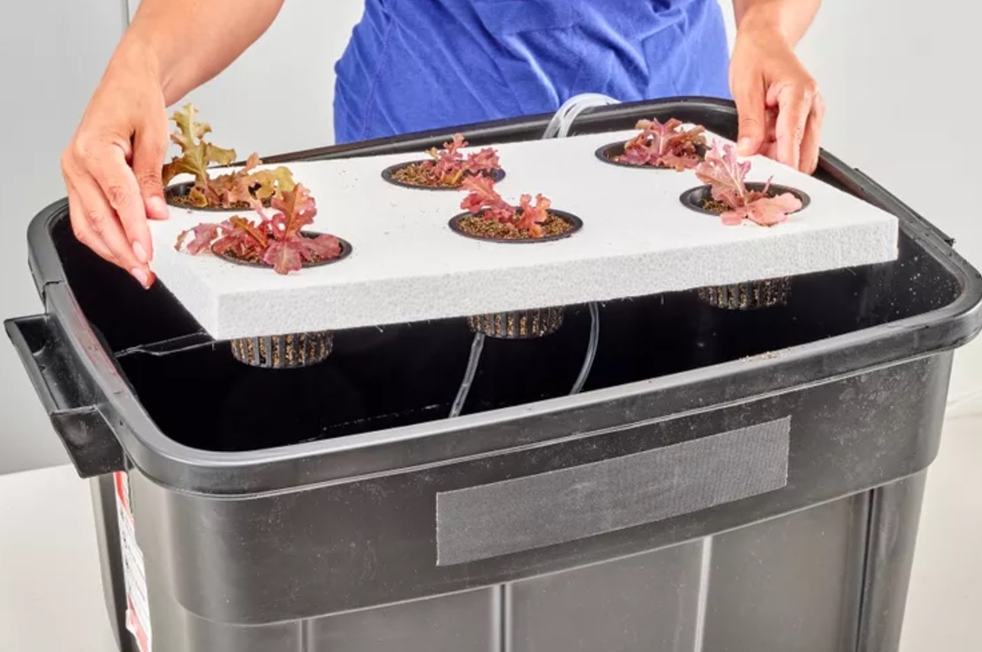 contoh tanaman hidroponik