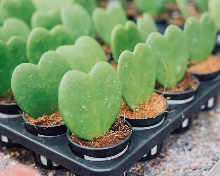 anti gagal! 5 cara menanam kaktus mudah di dalam rumah