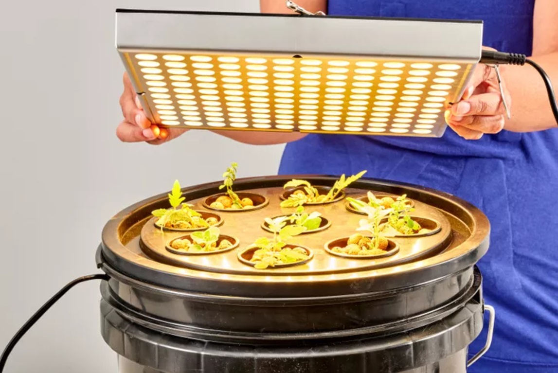 contoh tanaman hidroponik