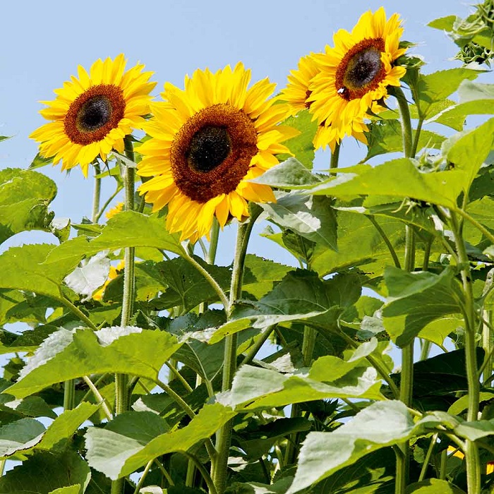 lengkap! cara menanam dan merawat bunga matahari casa indonesia