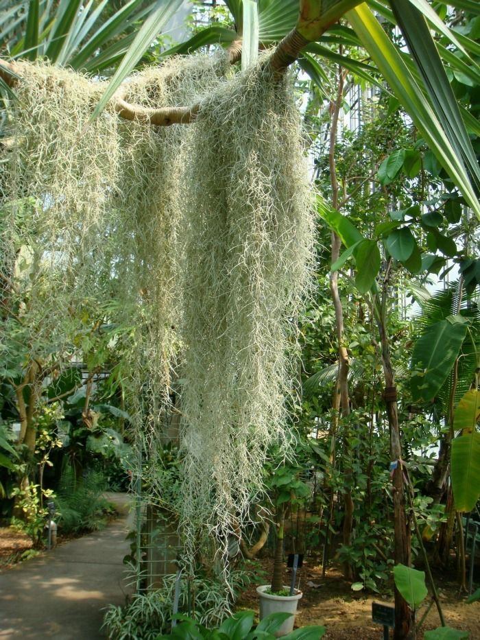 ingin punya tanaman hias unik tanaman rumbai solusinya casa indonesia 7