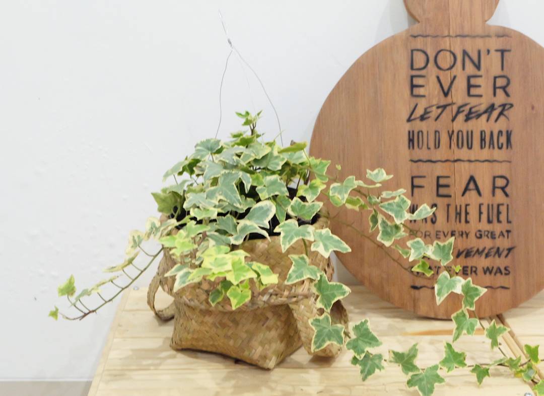 7 tanaman hias yang bantu kurangi lembap dan jamur di rumah