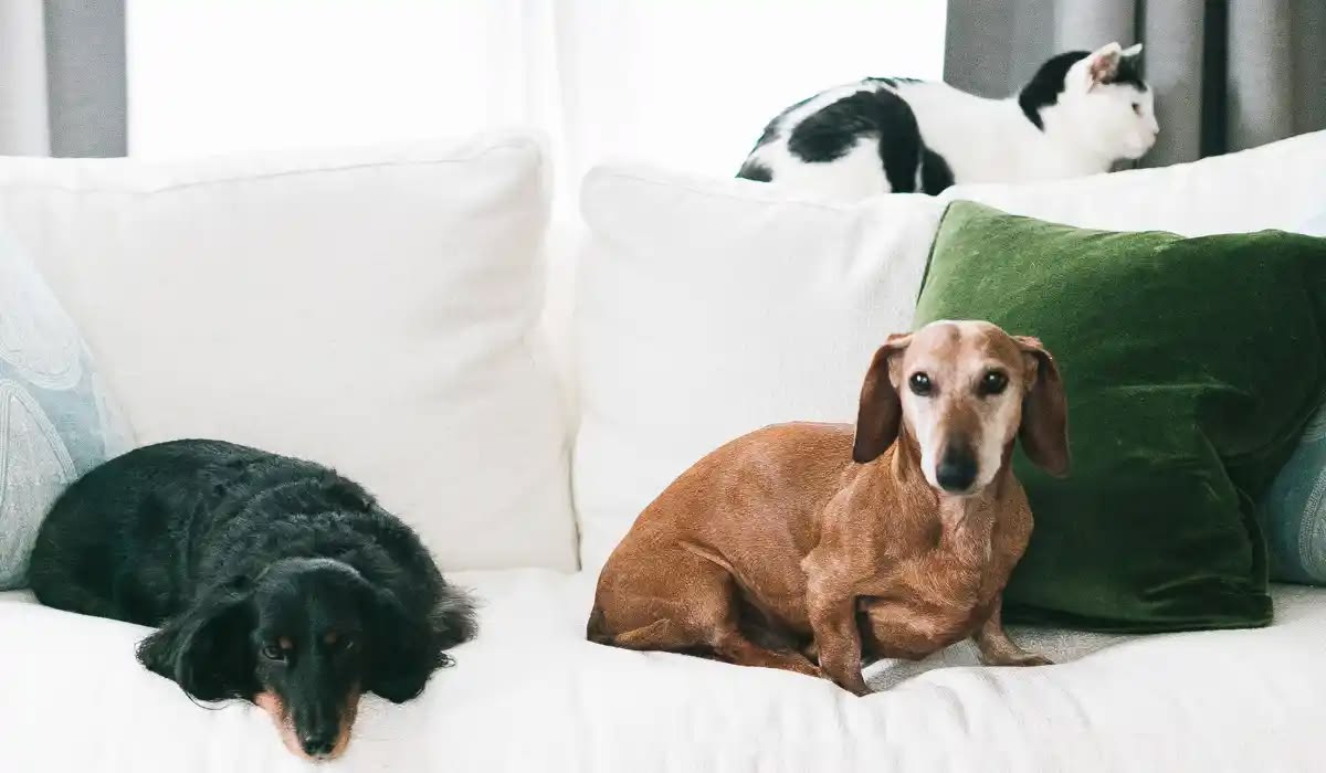 5 Pilihan Bahan Sofa yang Aman untuk Hewan Peliharaan