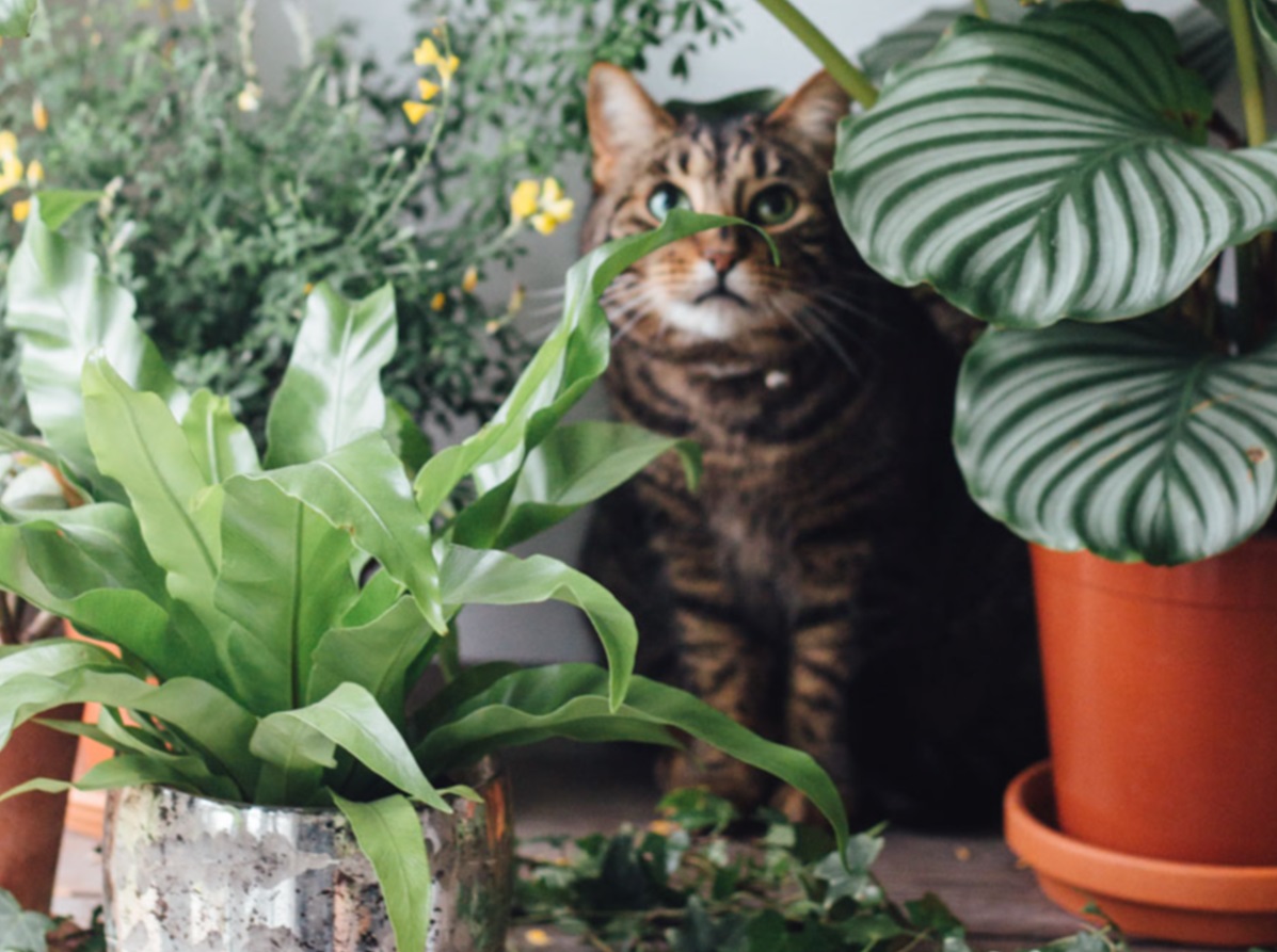 10 Tanaman Hias yang Aman untuk Hewan Peliharaan