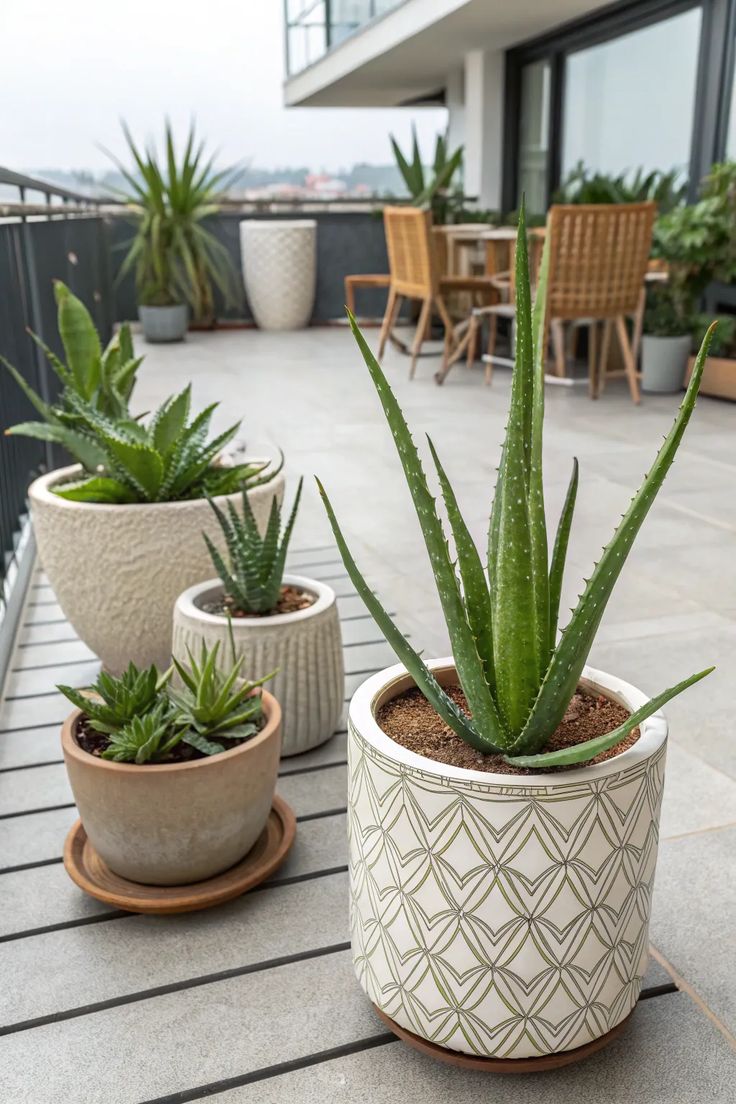 5 Cara Menanam Lidah Buaya dan Merawatnya di Rumah