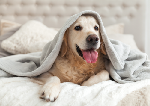 4 Pet Friendly Hotel di Jakarta yang Bagai Rumah Kedua