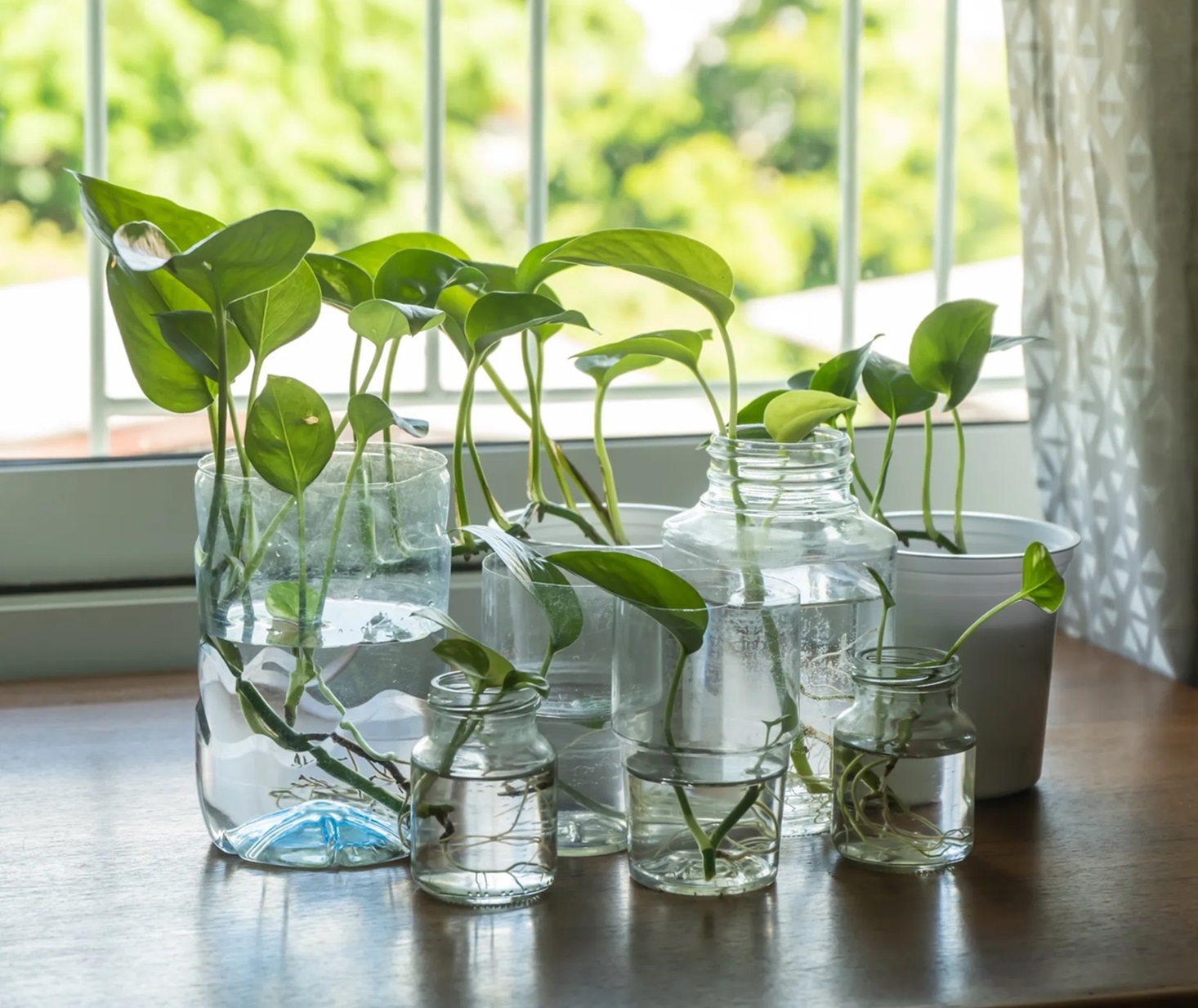 Anti Gagal! 10 Contoh Tanaman Hidroponik Mudah bagi Pemula 