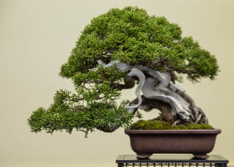 7 Jenis Bonsai untuk Mempercantik Taman Rumah dan Koleksi