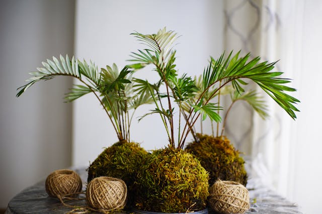 5 Cara Membuat Kokedama, Bisa Buat Sendiri Di Rumah!