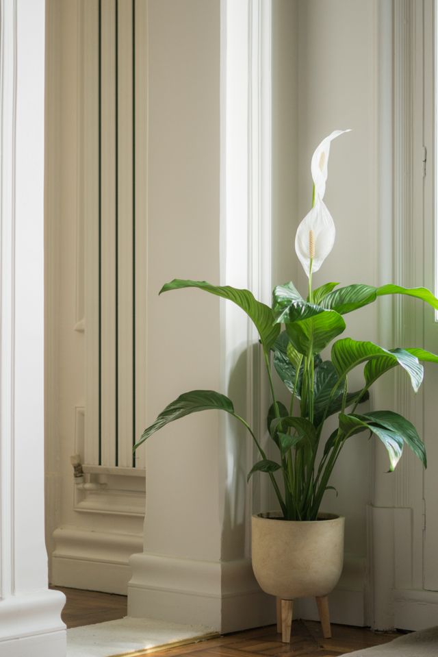 Lengkap, Ini Cara Merawat Peace Lily agar Cepat Berbunga!