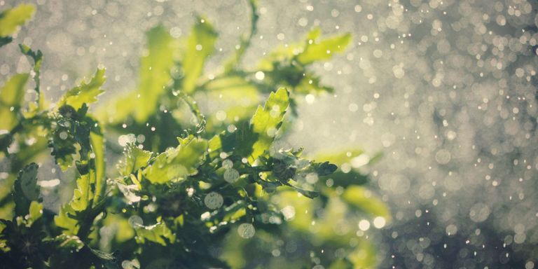 Mudah! Ini 5 Tips Merawat Taman Ketika Musim Hujan